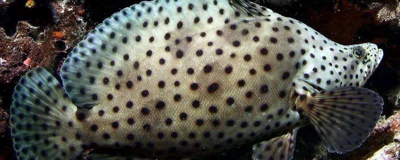 老鼠斑目前市场价格是多少钱一斤，采用哪种烹饪方法制作更好吃呢