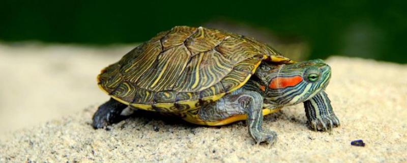 乌龟的品种具体有哪些，不同品种的乌龟分布地区也会有所不同