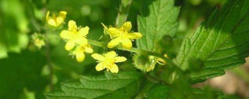 仙鹤草的具体种类大全有哪些，不同种类的分布地区外形特征和花果期有什么不同