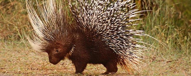 豪猪养殖前景如何，附带它的经济前景和未来市场前景如何