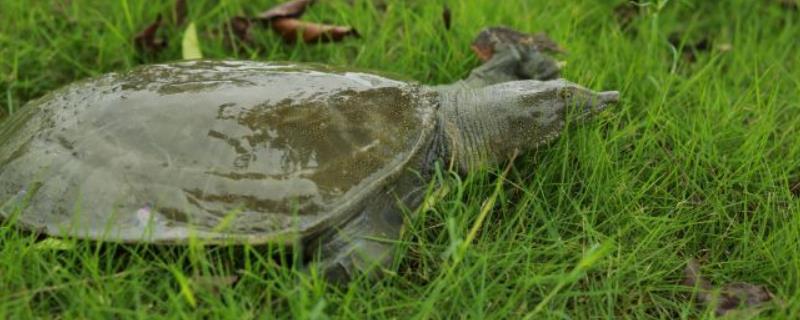 甲鱼养殖技术有哪些，在放养的时候需要格外注意密度控制