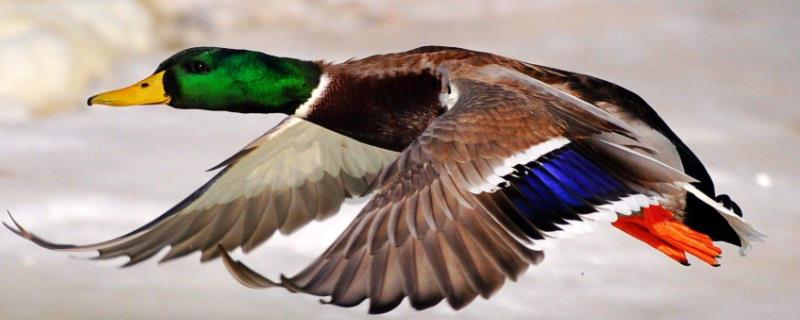 绿头鸭的科学养殖技术有哪些，鸭舍位置一定要远离居民生活区