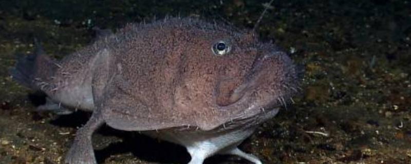 现在安康鱼多少钱一斤呢，附带安康鱼的高营养价值和具体食用禁忌