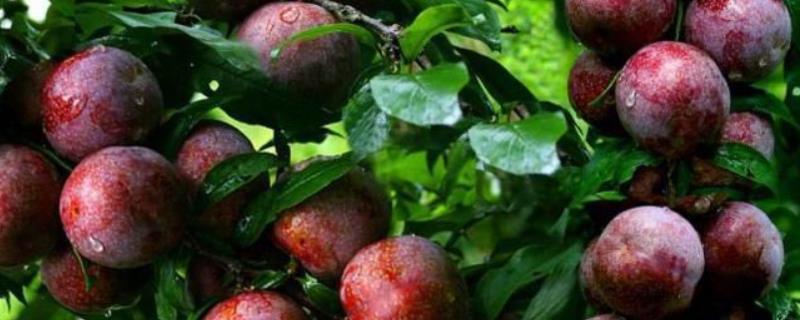 三华李现在的价格是多少钱一斤，它具备哪些营养价值