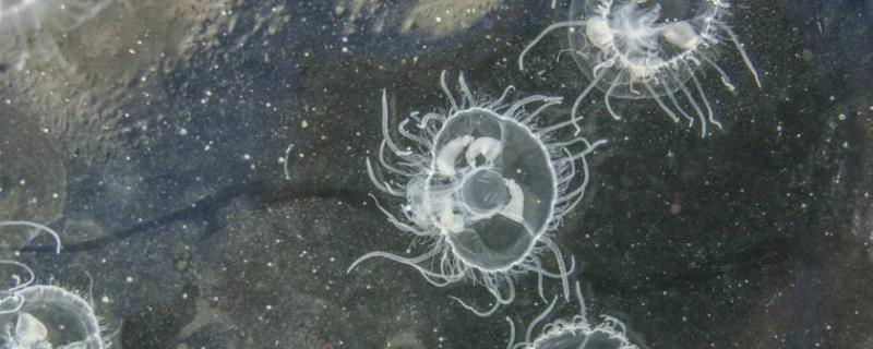 桃花水母具体是多少钱一只，这种生物平日里吃什么食物，它们主要分布在哪些地方