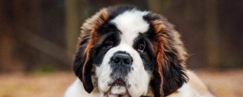 一只圣伯纳犬的售价通常是多少钱，并附上圣伯纳犬幼犬的喂养技巧