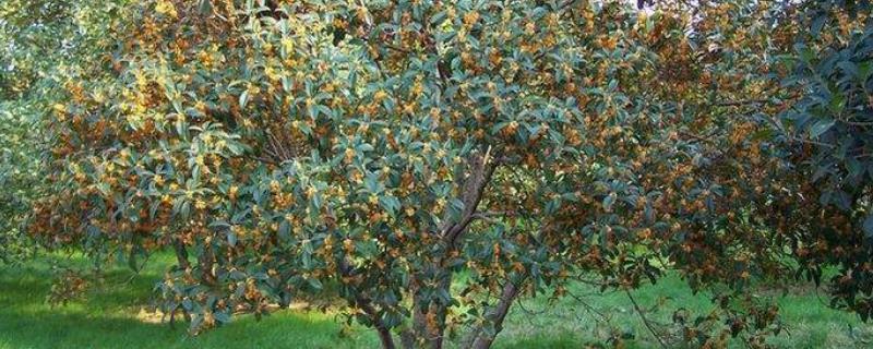 桂花树的特点有哪些，它的主要用途是什么