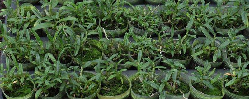 霍山石斛现在一斤的售价是多少钱，同时附上霍山石斛的未来种植前景