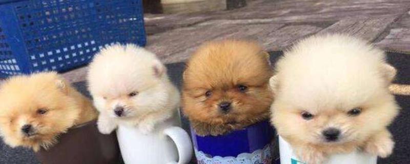 茶杯犬现在的价格是多少钱一只，这种小狗具体应该如何正确饲养呢