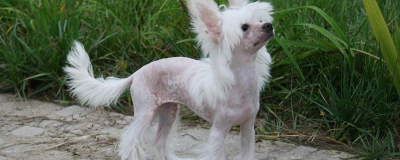 中国冠毛犬目前的市场价格是多少钱一只，这种犬类应该如何挑选和购买呢