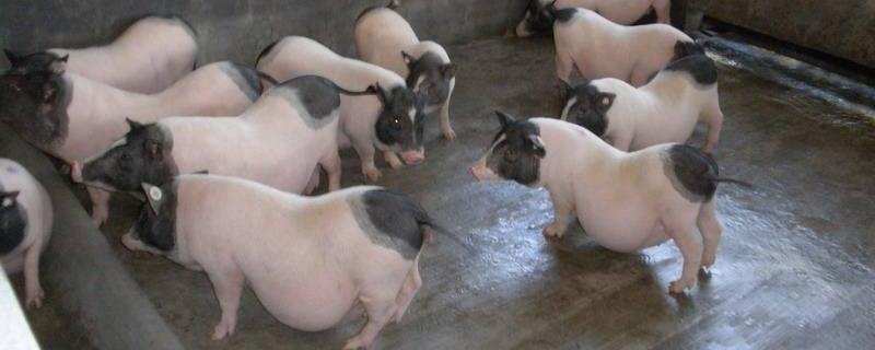 香猪养殖的利润究竟怎么样，具体投入成本又是多少