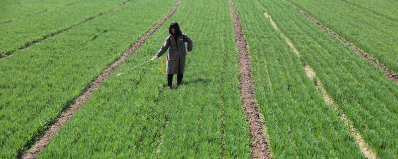 常见的玉米苗后除草剂有哪些，这些药剂的具体种类包括什么