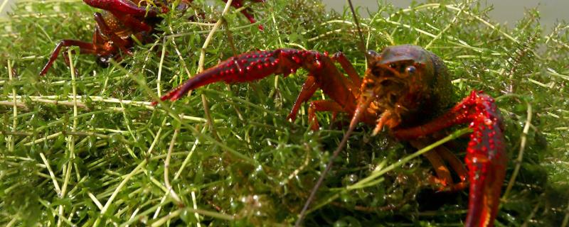小龙虾的饲料配方有哪些，必须注意不同生长阶段的饵料如何搭配
