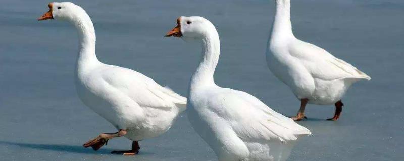 肉鹅养殖注意事项有哪些，首先一定要学会如何挑选优质的种鹅