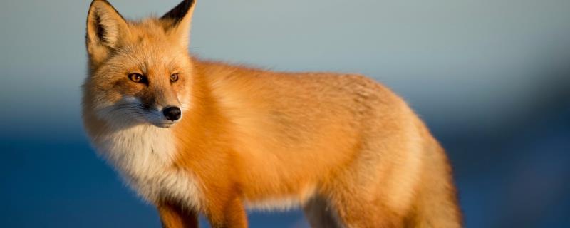 狐狸饲料的具体配方有哪些，附带狐狸常用的饲料种类详解