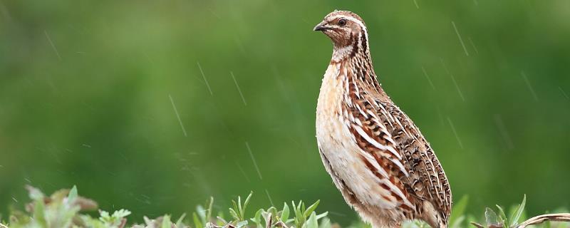 如何制作科学的鹌鹑饲料配方，针对不同的生长阶段需要搭配哪些不同的饲料