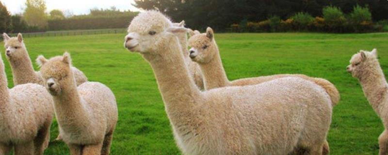 购买一只羊驼需要多少钱，以及具体影响羊驼价格的因素