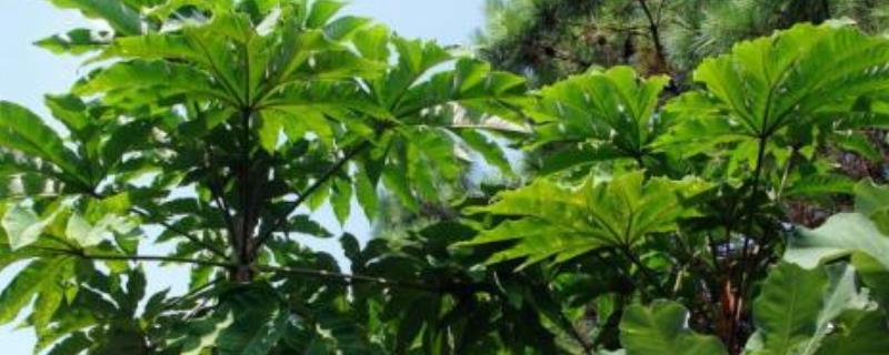 究竟通草是什么东西，附带通草的分布地区以及特征形态和生长环境还有种植方法