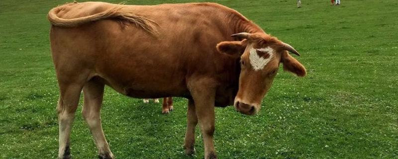 养牛常见病具体有哪些，该如何针对性进行药物治疗