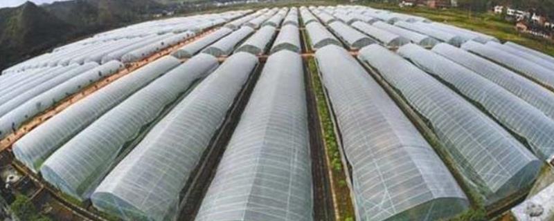 蔬菜大棚建设有哪些注意事项，应该选择肥沃且地势平坦以及向阳背风的地块进行种植