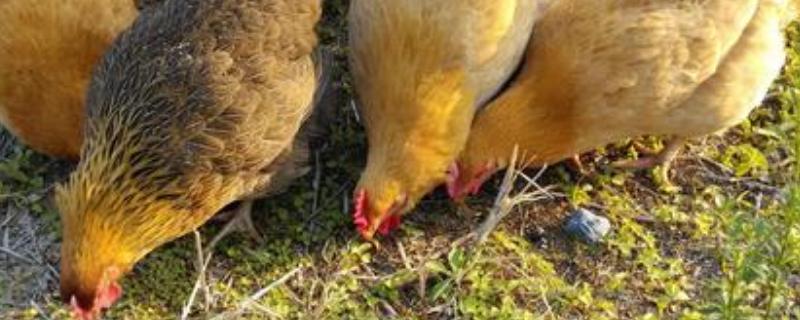 现在虫子鸡多少钱一斤呢，它的养殖前景如何以及具备哪些优势