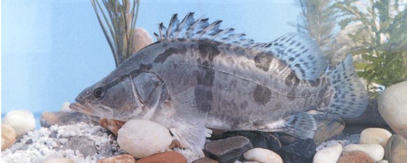 桂鱼目前的市场价格是多少钱一斤，关于桂鱼的市场发展前景分析