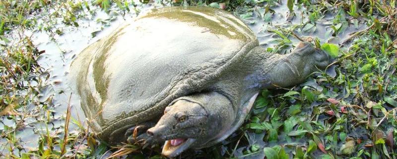 甲鱼养殖场地应该如何设计，成年甲鱼池是否需要额外增加产卵沙堆