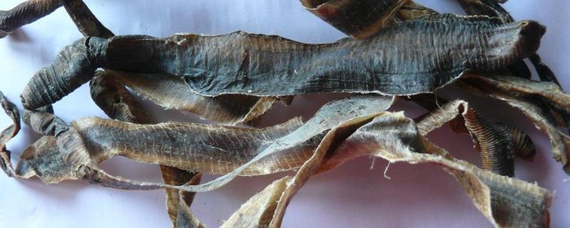 现在的地龙多少钱一斤，它具备哪些药用价值