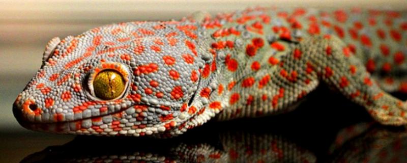 一对蛤蚧目前的市场售价是多少，蛤蚧具有哪些具体的功效与作用