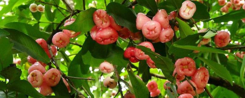 莲雾的种植条件有哪些