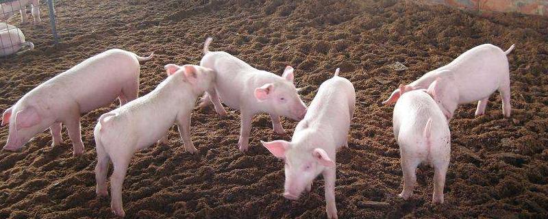 养猪大棚具体的建设方案有哪些，需要在平坦宽阔的地面搭建大棚