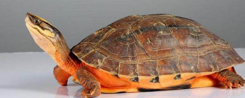 金钱龟的孵化技术有哪些，它的交配时间是在每年的9-10月份之间