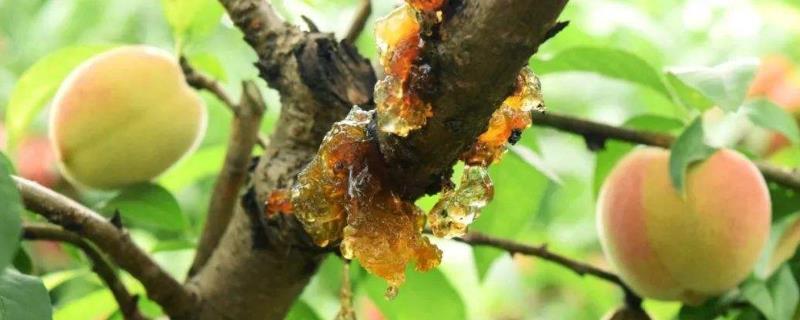 桃胶的市场价格是多少钱一斤，它的营养价值有哪些以及采摘加工的方法介绍