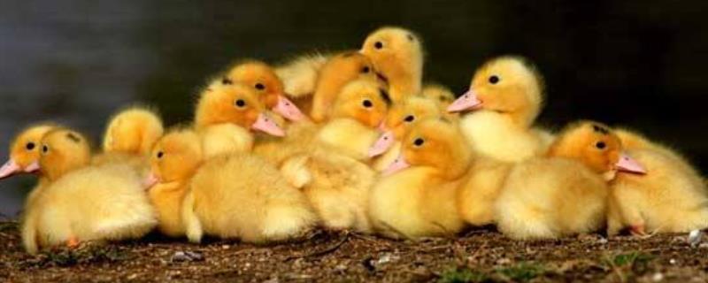 雏鸭养殖技术有哪些要点，需要定期对鸭舍进行彻底的清理与消毒处理