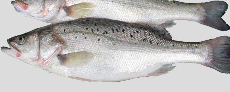 鲈鱼现在大约多少钱一斤，平常应该如何挑选购买新鲜鲈鱼