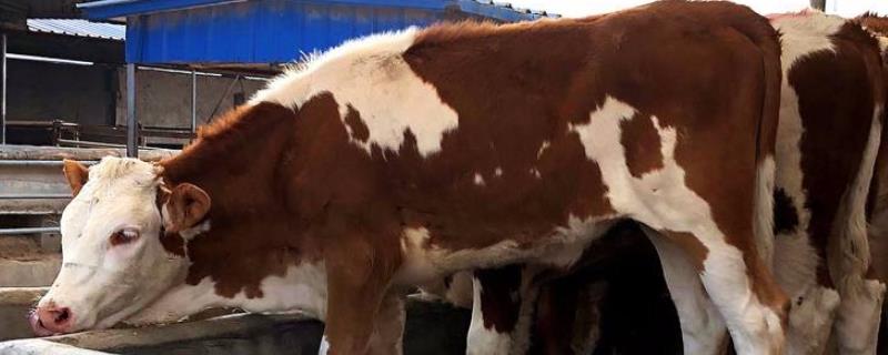 西门塔尔牛苗现在的价格是多少钱一头，附带它的养殖条件要求和具体特点