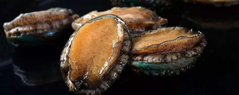 鲍鱼现在大概多少钱一斤，鲍鱼的等级是如何进行划分的