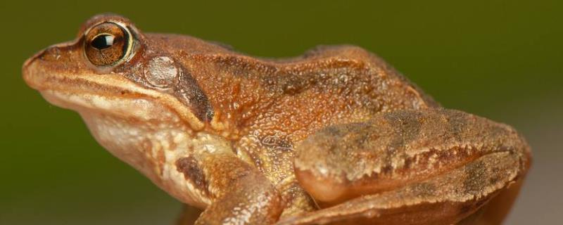 林蛙的具体养殖技术是什么，建议在没有强烈光照且湿润凉爽的环境中进行养殖