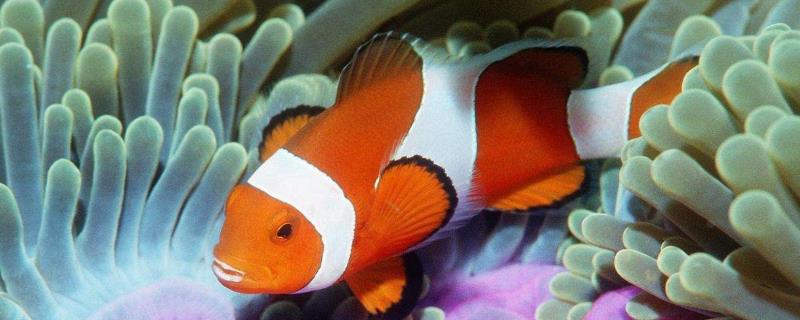 如何进行小丑鱼繁殖教程，其具体的产卵周期大约为十五天左右