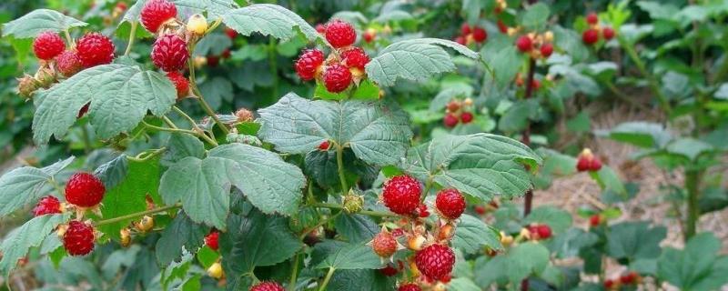覆盆子具体有哪些种植技术，需要施加充足的底肥，并在花期和结果期进行追肥