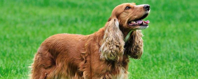 一只可卡犬的价格是多少，以及怎样去鉴别它们