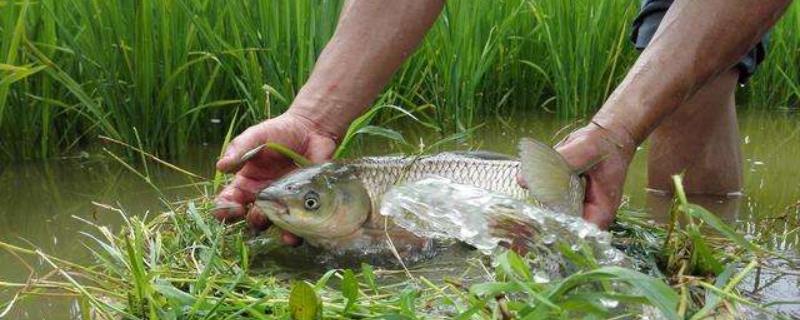 稻花鱼目前的市场价格是多少钱一斤，关于它的养殖前景如何以及经济效益分析