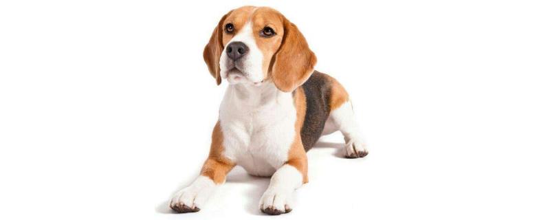 比格犬现在多少钱一只，我们如何挑选到纯种的比格犬