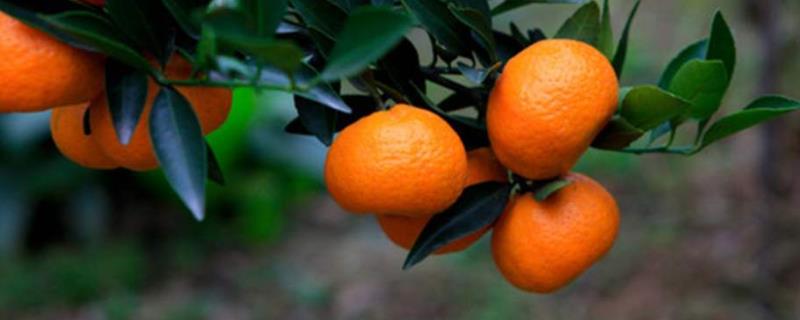 橘子产地具体分布在哪里，以及橘子生产地的自然环境有哪些