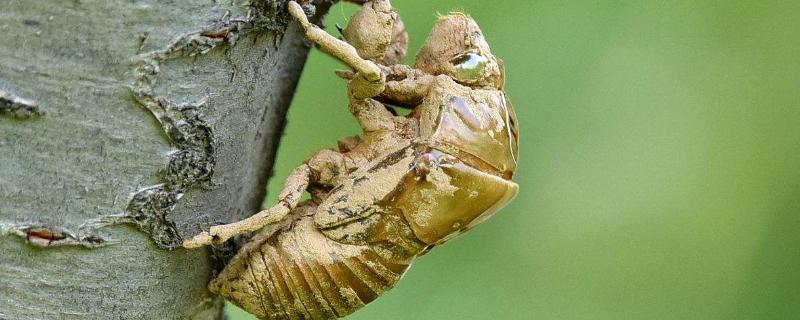 蝉蜕目前的市场价格是多少钱一斤，关于蝉蜕的具体功效作用与挑选方法有哪些