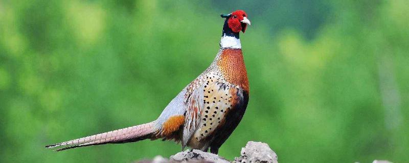 七彩山鸡养殖前景如何，附上详细的养殖方法有哪些