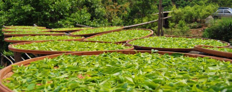 具体的茶叶加工设备有哪些，使用设备能显著提高生产效益并减少成本