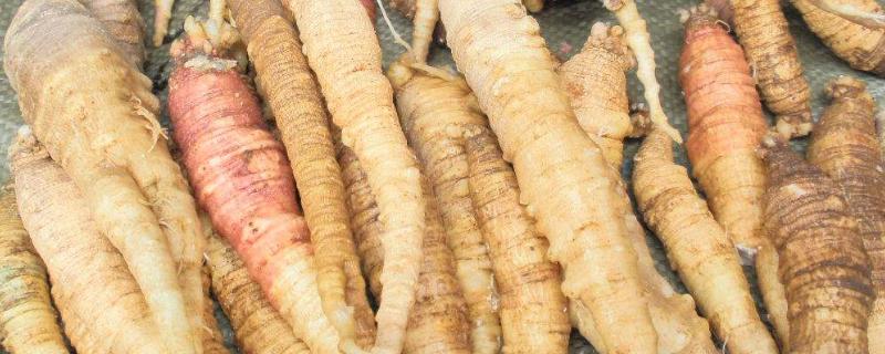 沙参现在市场价格多少钱一斤，它主要产地在哪里以及功效作用和挑选方法