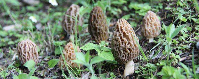 羊肚菌现在的市场价格是多少钱一斤，关于羊肚菌的市场发展前景以及如何鉴别真假的方法