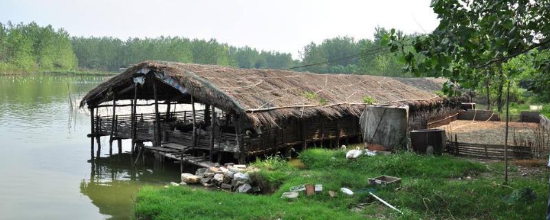 有哪些具体致富的养殖项目，如何根据自身实际情况选择项目